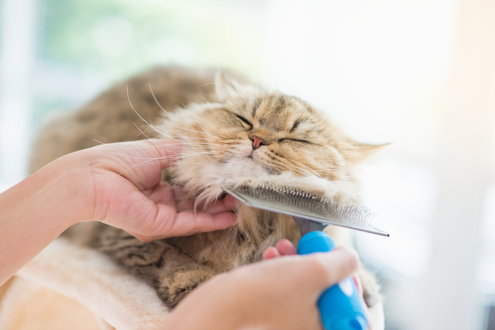 Animal Grooming in Richmond, VA John Rolfe Animal Hospital
